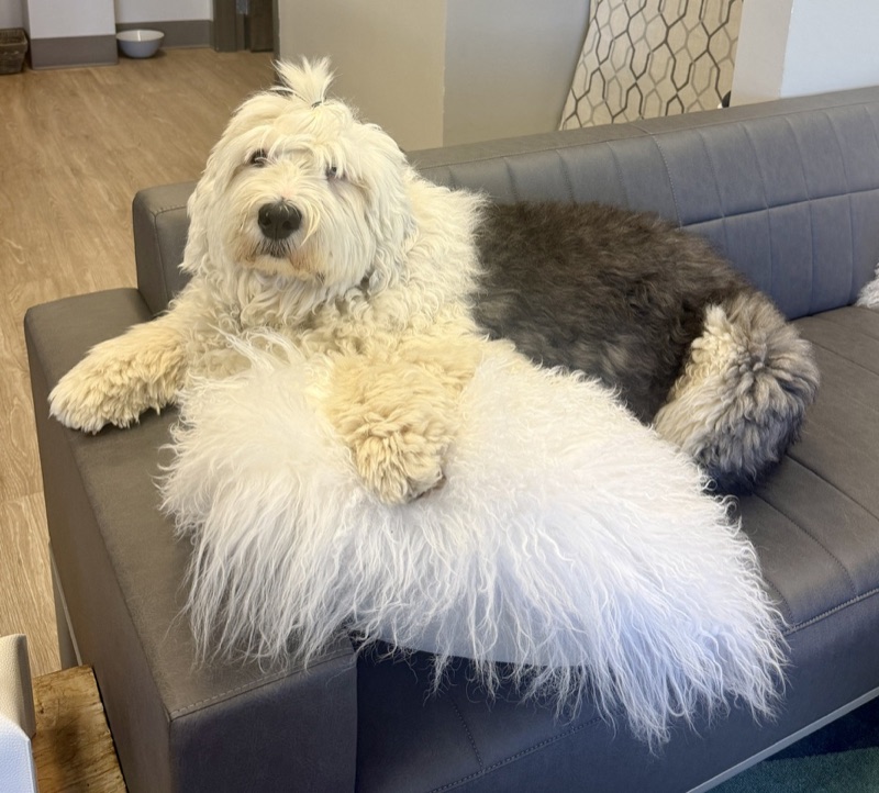 Wilma therapy dog greeting patients at Music City Ketamine Franklin Tennessee